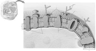 Plasma membrane structure