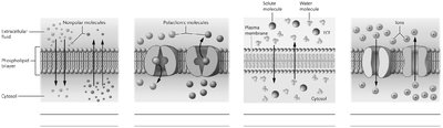 Types of passive membrane transport