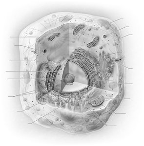 Generalized cell structure
