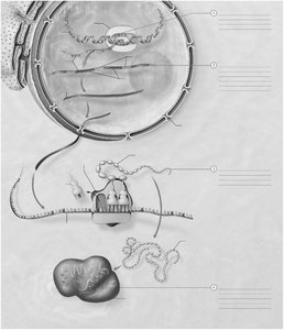 Protein synthesis steps