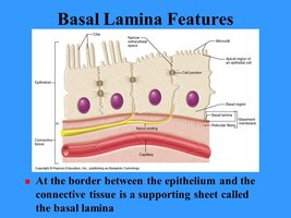 Diagram of basal lamina features at the border between epithelium and connective tissue