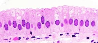Photomicrograph of simple columnar epithelium with goblet cells