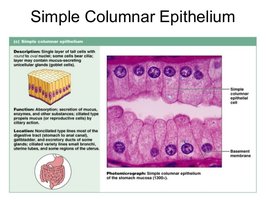 Diagram and photomicrograph of simple columnar epithelium