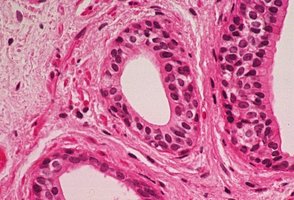 Photomicrograph of stratified cuboidal epithelium