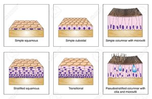 Diagram showing types of epithelial tissue: simple squamous, simple cuboidal, simple columnar, stratified squamous, transitional, pseudostratified columnar