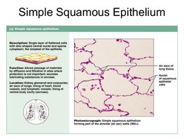 Diagram and photomicrograph of simple squamous epithelium