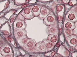 Photomicrograph of simple cuboidal epithelium in kidney tubules