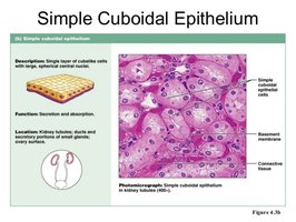 Diagram and photomicrograph of simple cuboidal epithelium