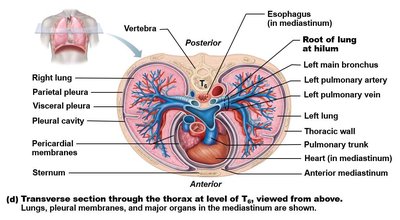Transverse section through the thorax at T6, showing lungs, pleural membranes, and major organs