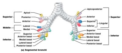 Diagram of segmental bronchi supplying bronchopulmonary segments