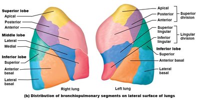 Distribution of bronchopulmonary segments on the lateral surface of the lungs