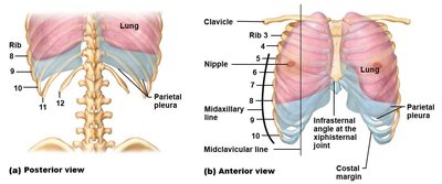 Anterior and posterior views of the thoracic wall showing the parietal pleura and rib landmarks