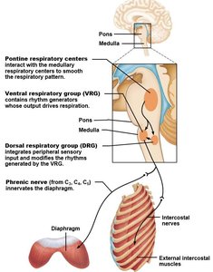 Diagram of respiratory centers in the brainstem and their connections to respiratory muscles