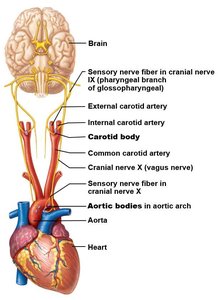 Diagram showing the location and innervation of peripheral chemoreceptors in the carotid and aortic bodies
