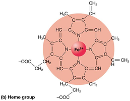 Heme group structure with iron