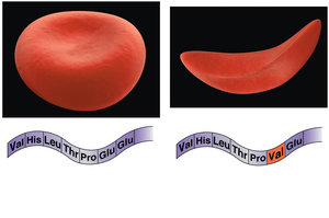 Normal and sickled erythrocytes with amino acid sequence
