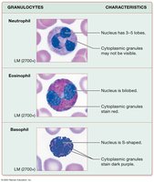 Granulocytes: neutrophil, eosinophil, basophil