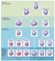 Leukopoiesis: formation of leukocytes