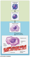 Formation of platelets from megakaryocytes