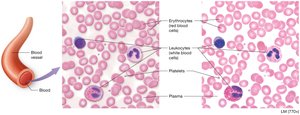 Microscopic view of blood showing erythrocytes, leukocytes, and platelets
