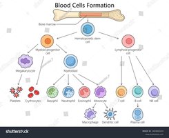 Diagram of blood cell formation from stem cells