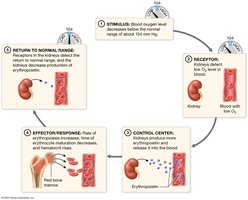 Negative feedback regulation of erythropoiesis