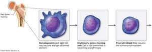 Stages of erythrocyte development
