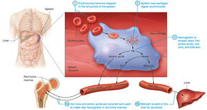 Erythrocyte death and recycling