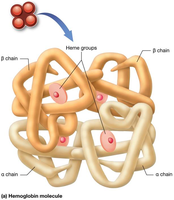 Hemoglobin molecule structure