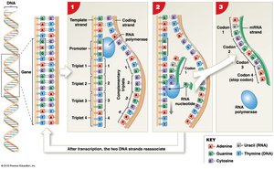 mRNA Transcription