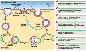 Receptor-Mediated Endocytosis