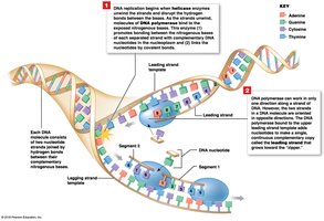 DNA Replication (Part 1 of 3)