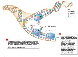 DNA Replication (Part 2 of 3)