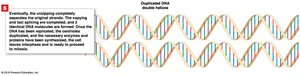 DNA Replication (Part 3 of 3)