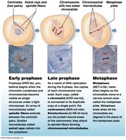 Early Prophase, Late Prophase, Metaphase
