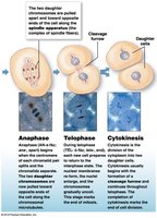Anaphase, Telophase, Cytokinesis
