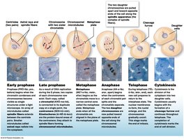 Full Mitosis Sequence