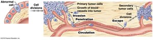 Development and Metastasis of Cancer