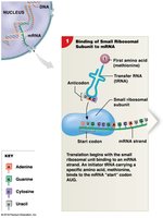 Binding of Small Ribosomal Subunit to mRNA