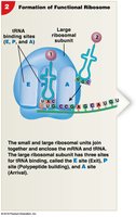 Formation of Functional Ribosome
