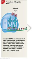 Formation of Peptide Bond