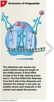 Extension of Polypeptide