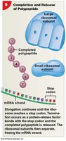 Completion and Release of Polypeptide