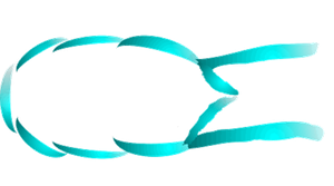 Section through a lymph capillary showing overlapping cells and direction of lymph flow