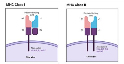 Diagram of MHC Class I and II on cell membranes