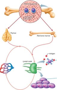 Diagram of positive selection of T cells