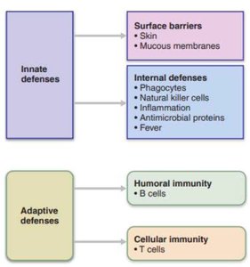 Summary diagram of innate and adaptive defenses