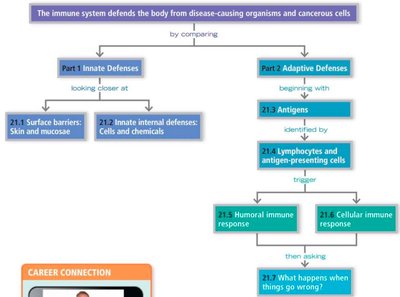 Diagram of phagocytosis steps