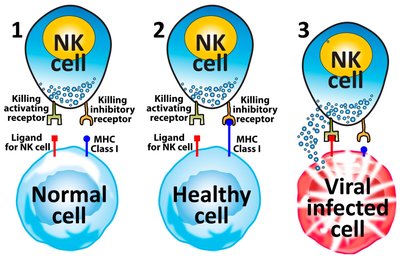 Diagram of NK cell recognizing and killing infected cell