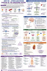 Endocrine system summary chart with glands, hormones, and regulatory pathways